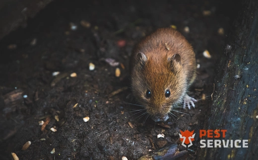 Дератизация в Набережных Челнах
